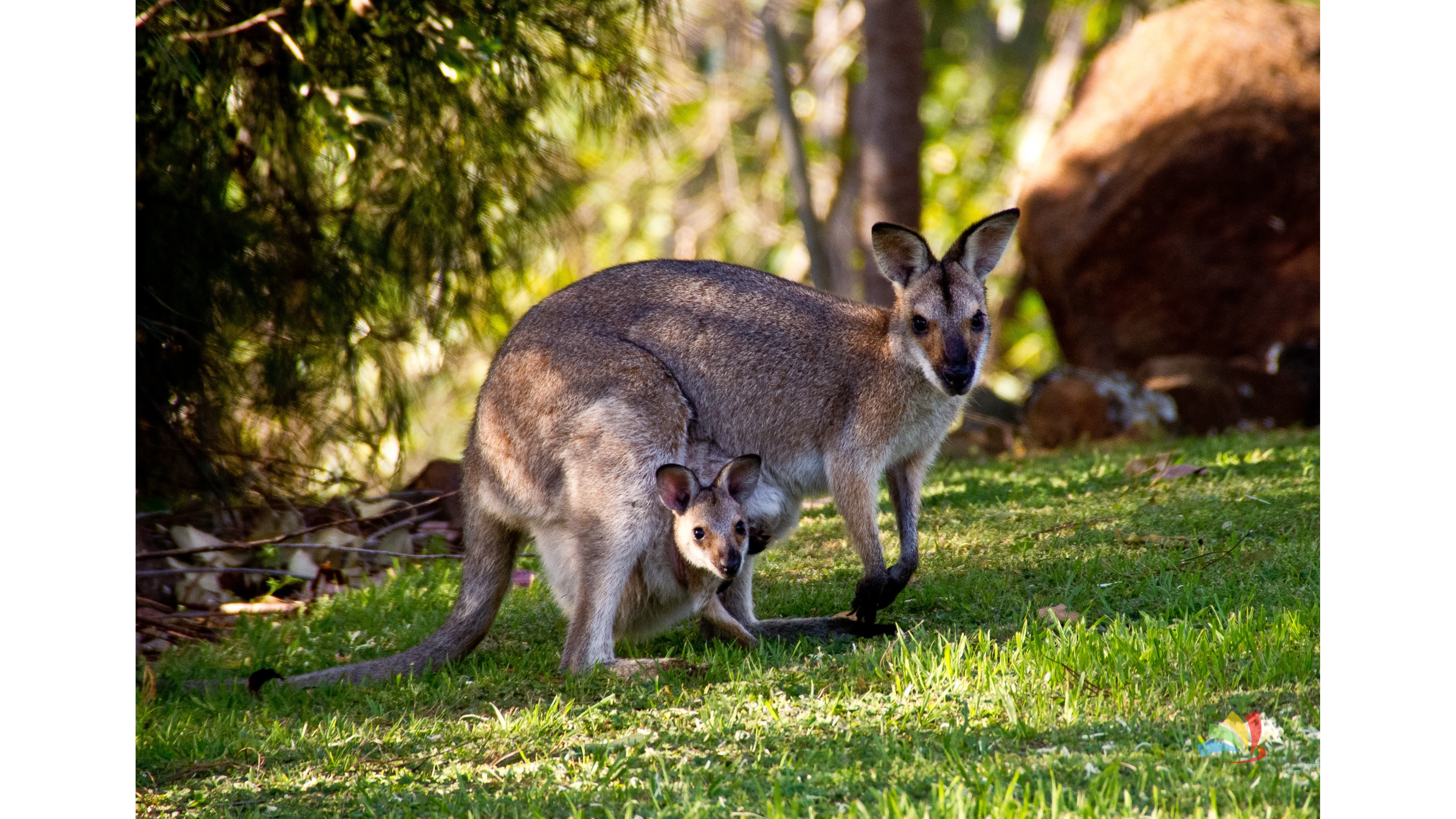Australia Luxury Trip - Image 3